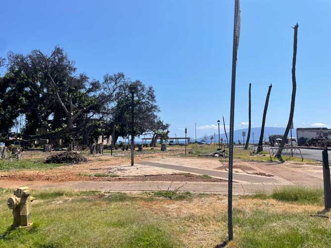 Lahaina Banyan Tree as of June 8/24